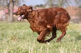 SETTER IRLANDAIS 268